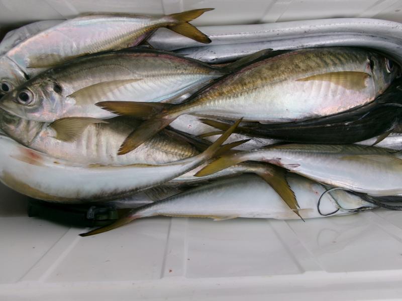 タチウオアジリレー2枚目