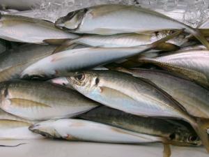 タチウオアジリレー