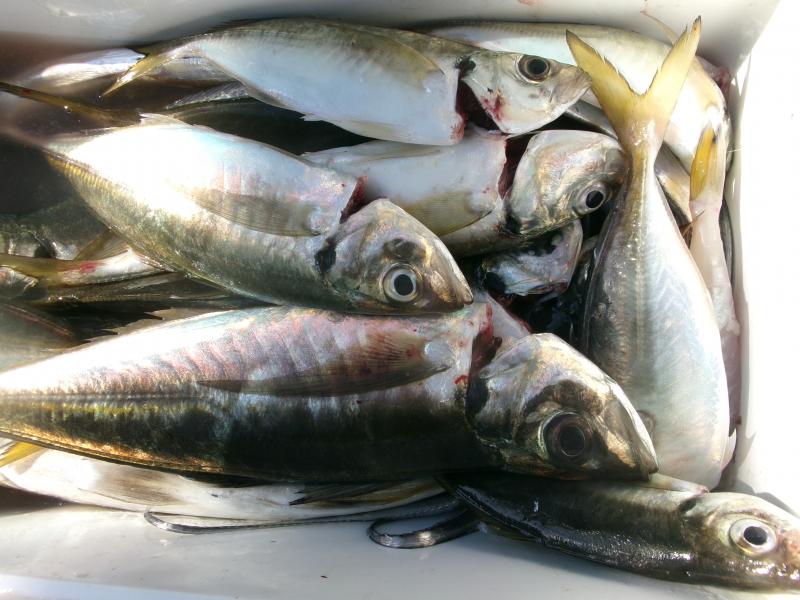 タチウオアジリレー2枚目