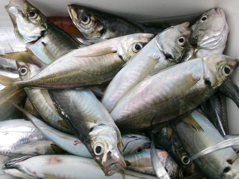 タチウオアジリレー3枚目