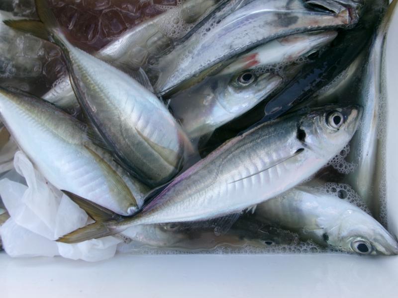 タチウオアジリレー2枚目