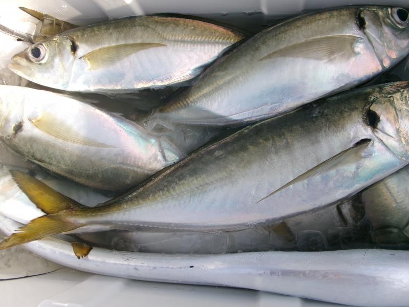 タチウオアジリレー2枚目