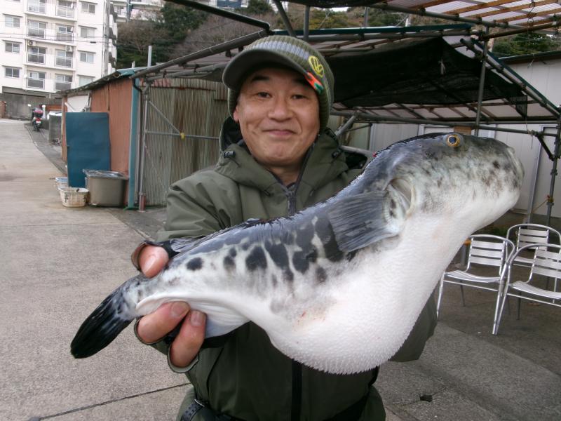 トラフグ釣り1枚目