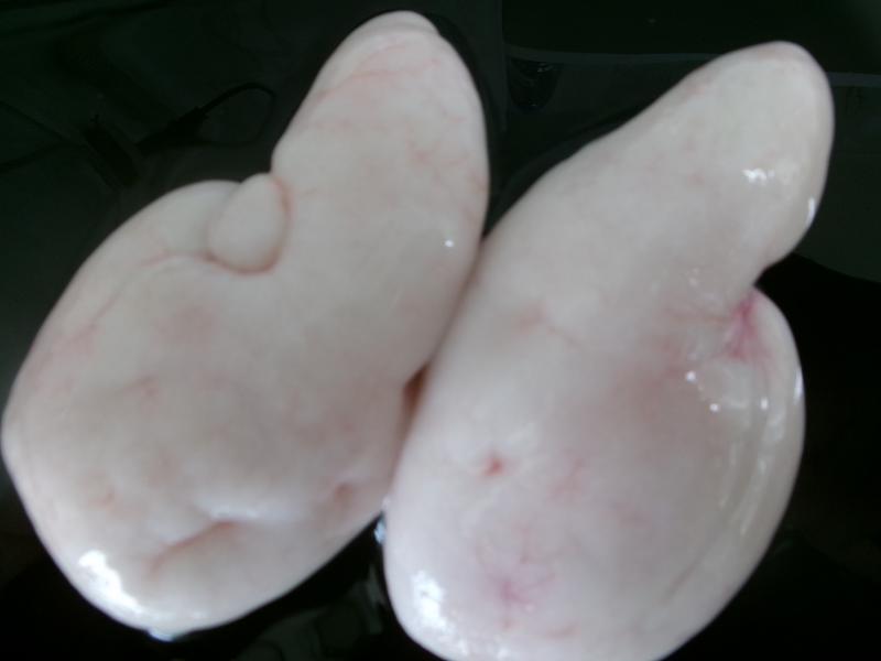 トラフグ釣り3枚目