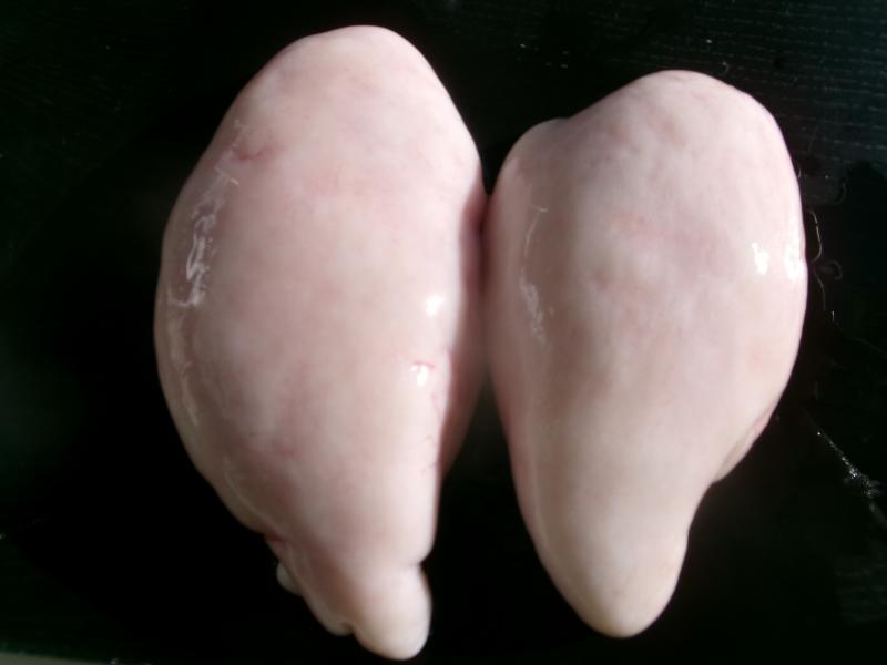 トラフグ釣り4枚目