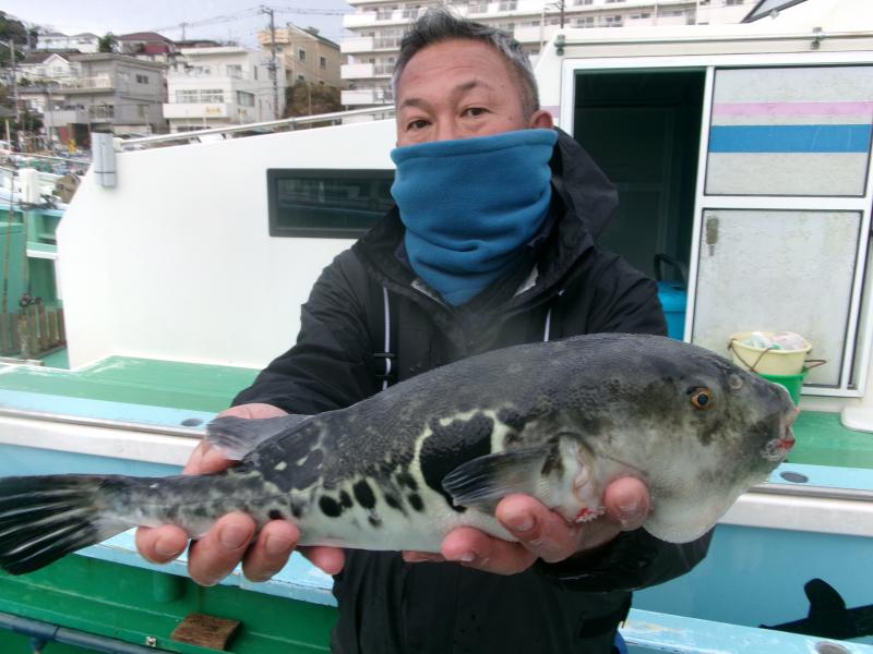 トラフグ釣り好調です！！3枚目