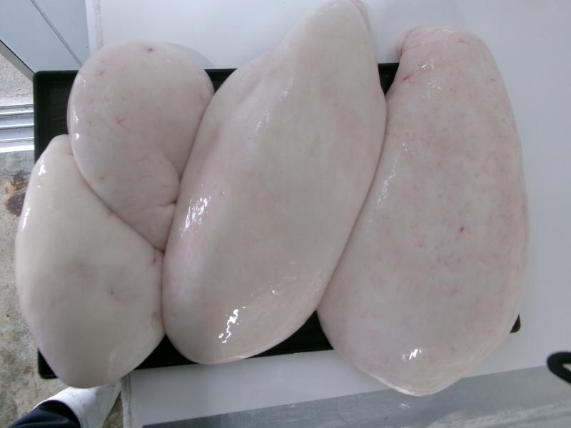 トラフグ釣り好調です！！4枚目