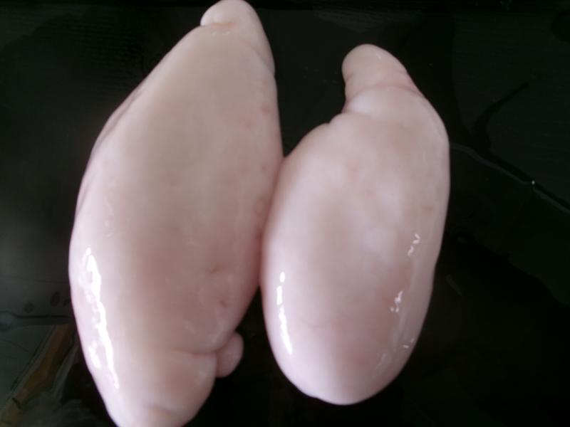 トラフグ釣り3枚目