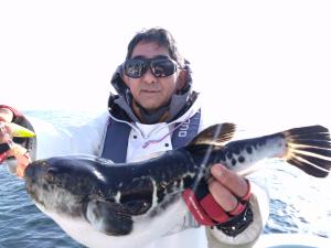 トラフグ釣り好調です！！