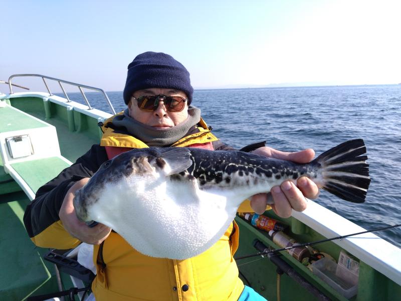 トラフグ釣り好調です！！3枚目