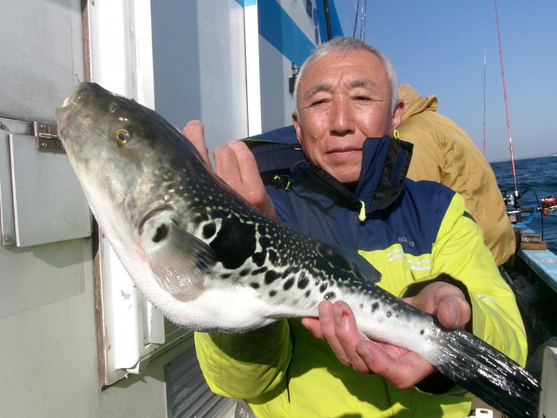 トラフグ釣り好調です！！1枚目