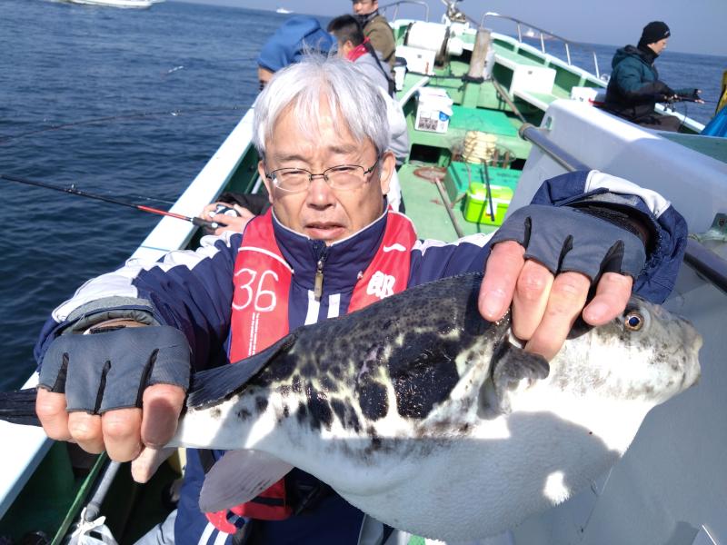 トラフグ釣り好調です！！2枚目