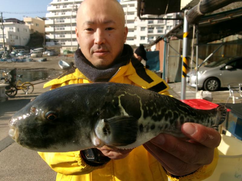 トラフグ釣り1枚目