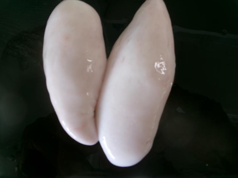 トラフグ釣り3枚目