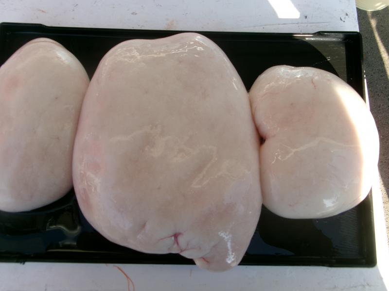 トラフグ釣り3枚目