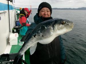 トラフグ釣り好調です！！