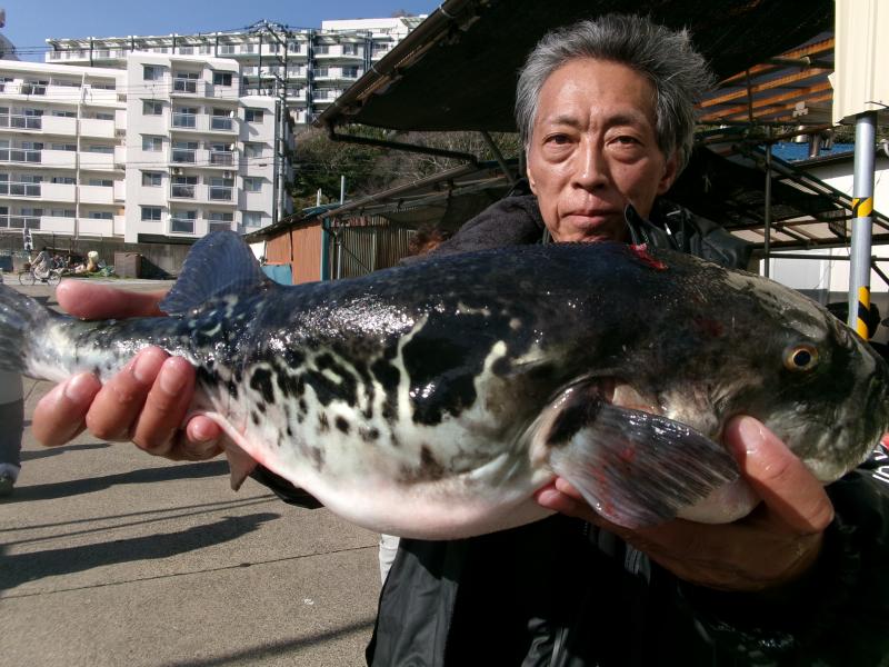 トラフグ釣り3枚目