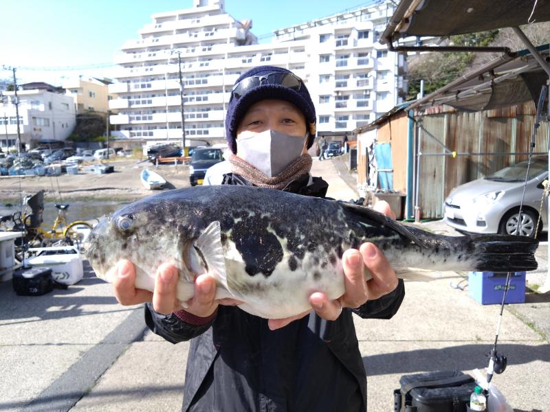 トラフグ釣り5枚目