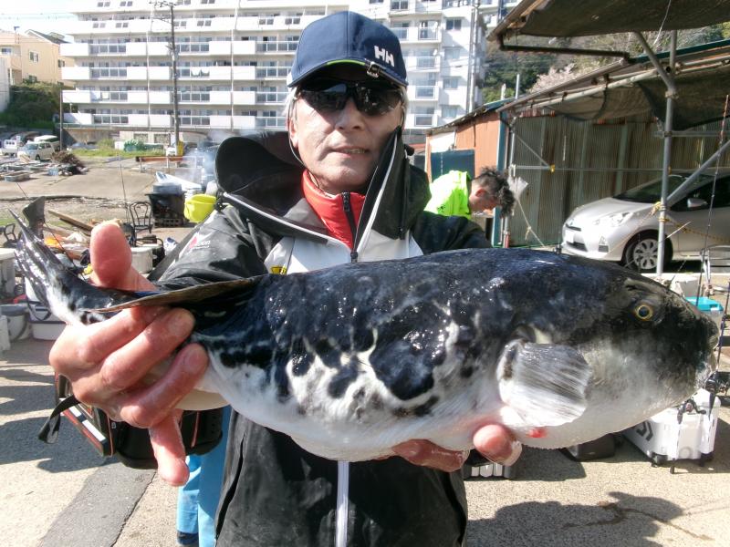 トラフグ釣り3枚目