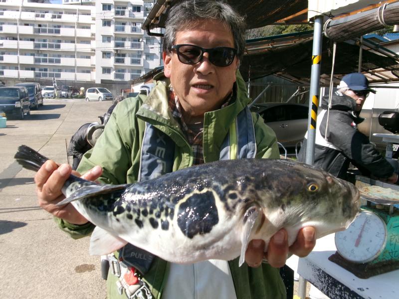 トラフグ釣り4枚目