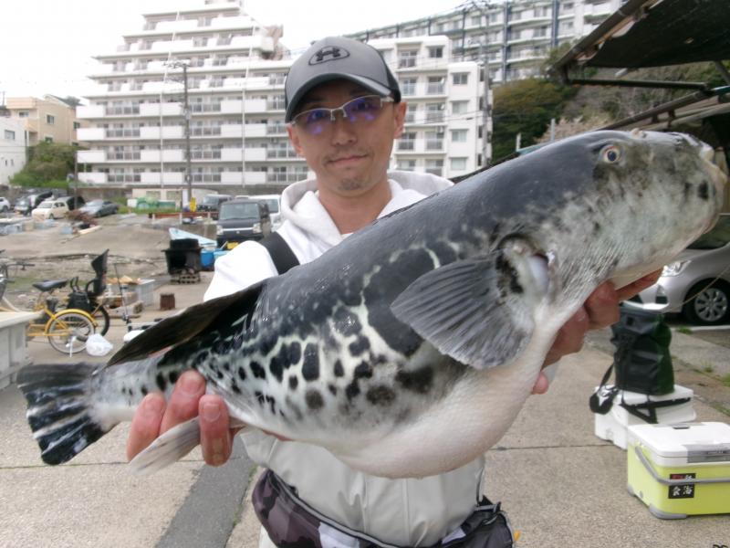 トラフグ釣り4枚目