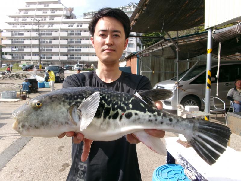 トラフグ釣り4枚目