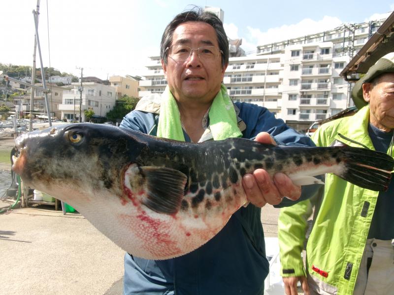 トラフグ釣り4枚目