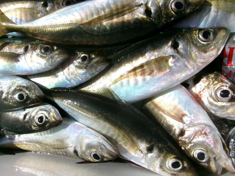 アジ釣り好調です！！3枚目
