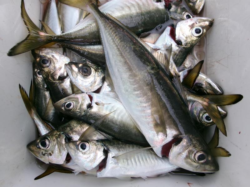 タチウオアジリレー釣り3枚目