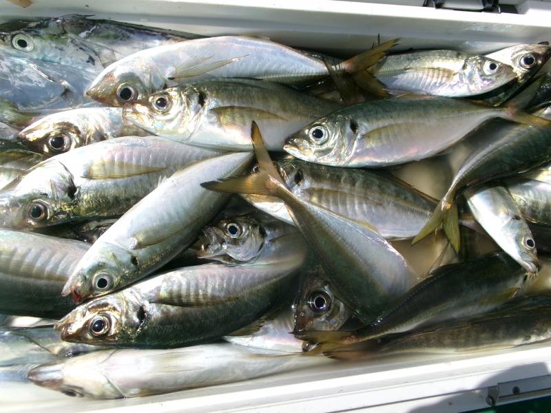 タチウオアジリレー釣り2枚目