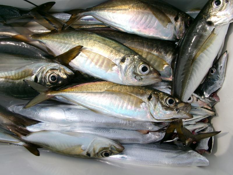 タチウオアジリレー釣り2枚目