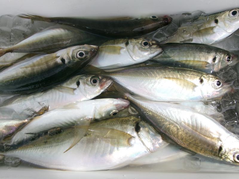 タチウオアジリレー釣り5枚目
