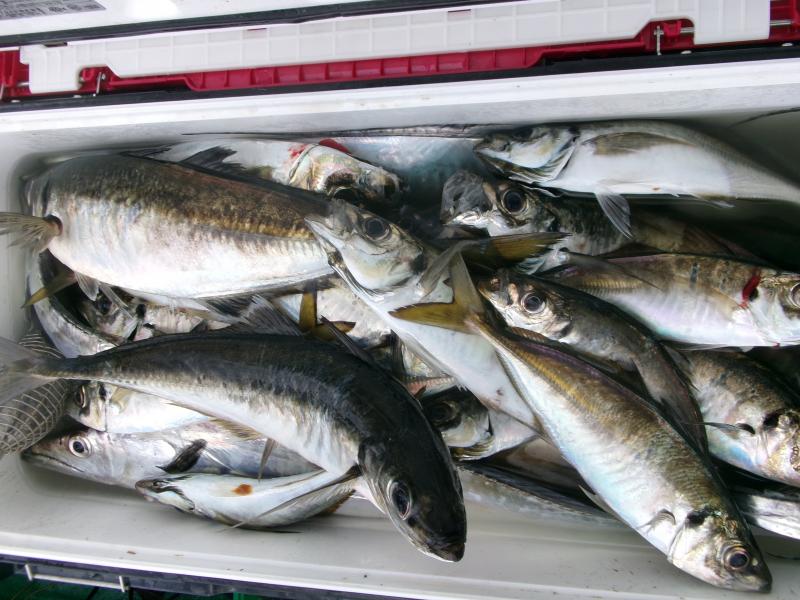 タチウオアジリレー釣り4枚目