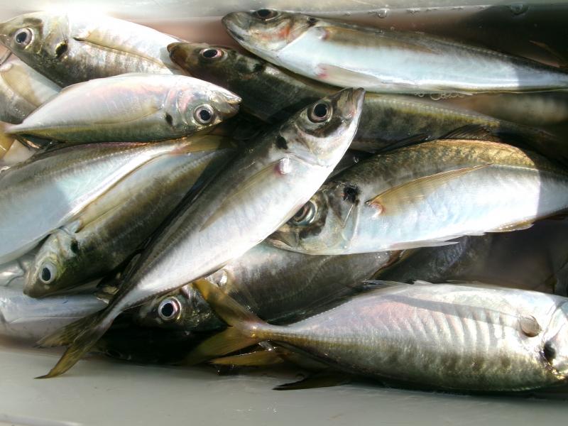 タチウオアジリレー釣り3枚目