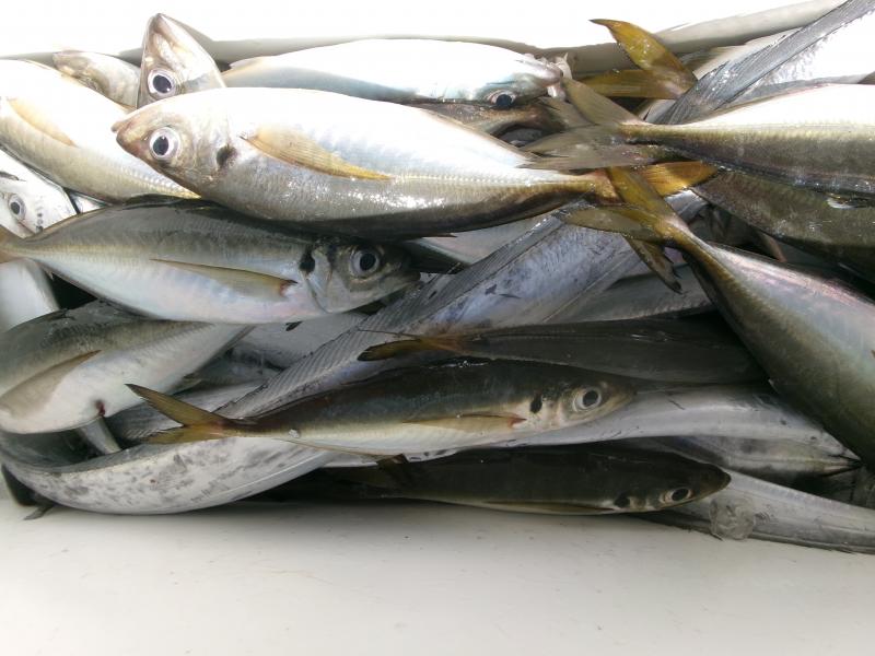 タチウオアジリレー釣り3枚目
