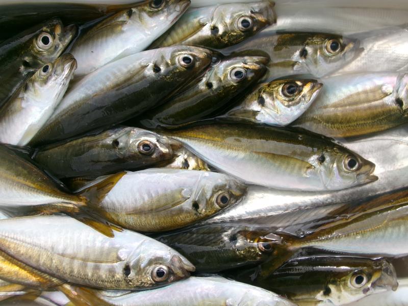 タチウオアジリレー釣り3枚目