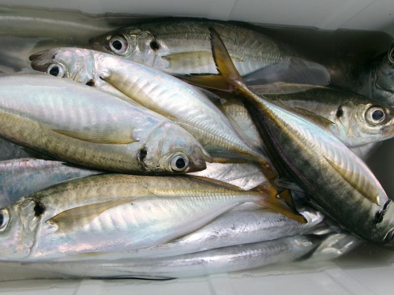 タチウオアジリレー釣り3枚目