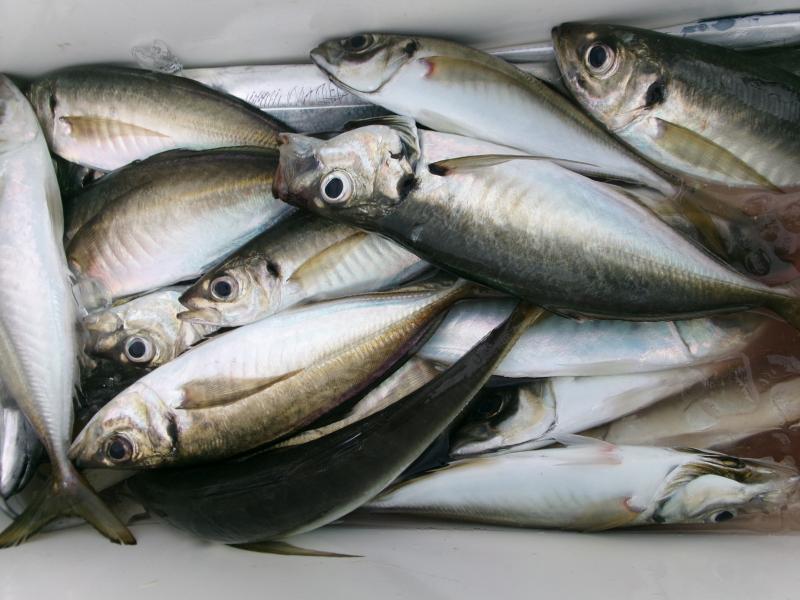 タチウオアジリレー釣り4枚目