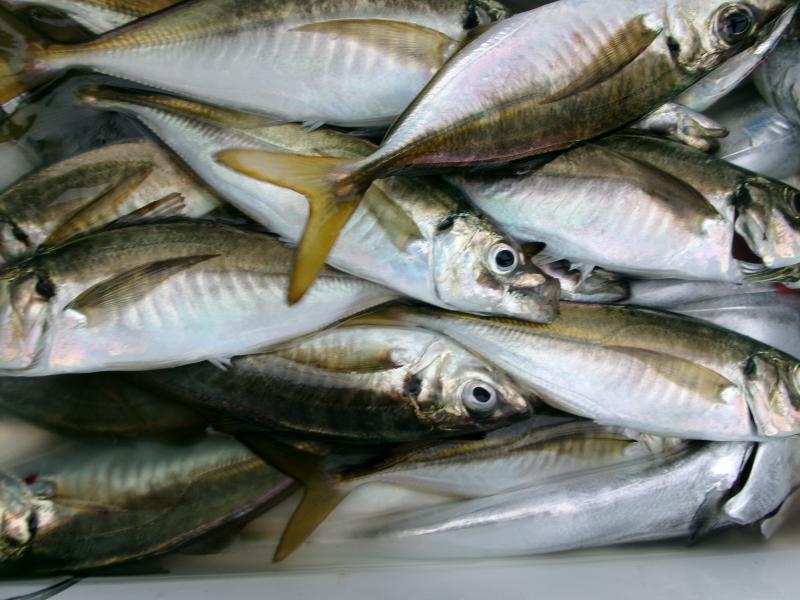 タチウオアジリレー釣り3枚目
